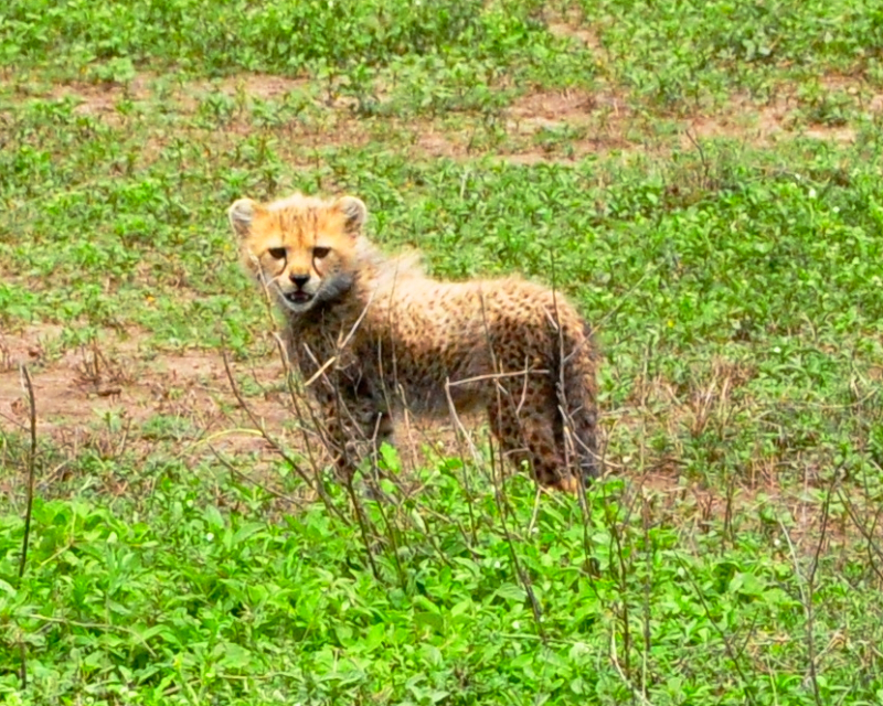 Ngorongoro Crater - Serengeti National Park